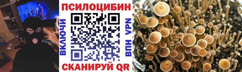 Псилоцибиновые грибы Psilocybine cubensis  Александровск-Сахалинский 